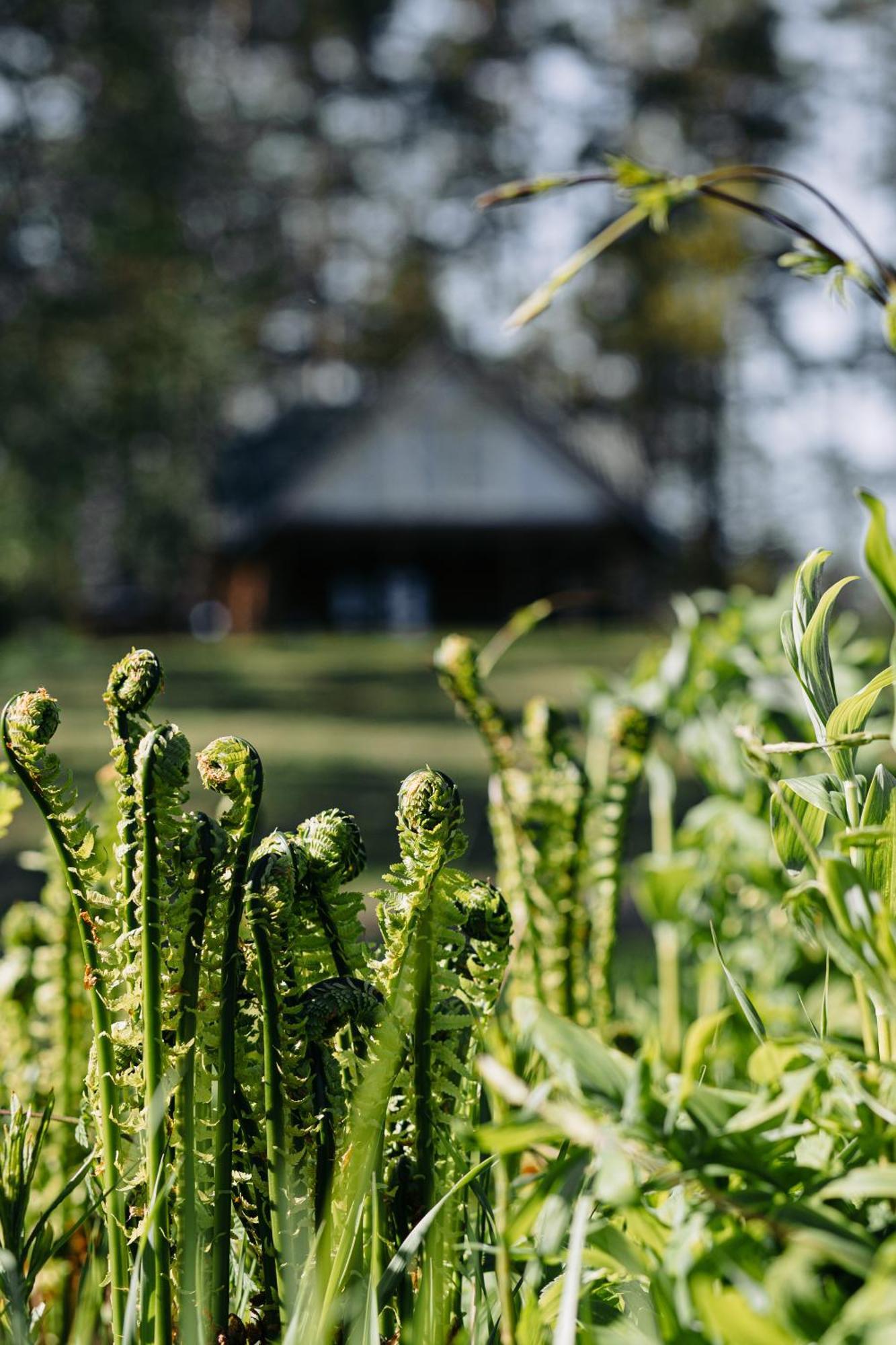 "Gaujmale" Sauna House In Nature Ilkene Exterior photo